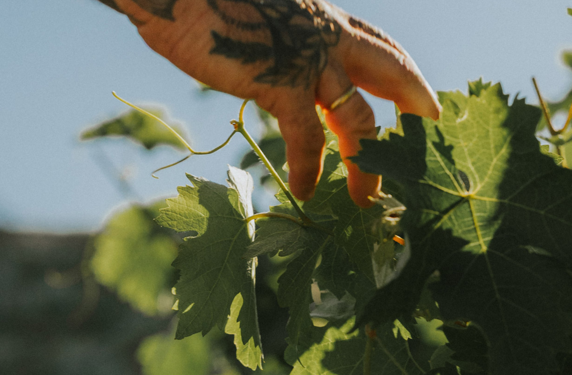 ANCIENT SOIL ~ SINGLE VINEYARD VARIETIES ~ NON PLYLLOXERA VINES
