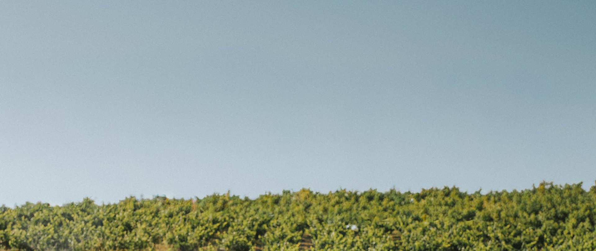 The Mosaic of Terroir